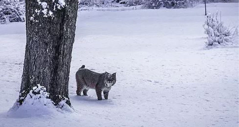 The Enigmatic Bobcat Of Connecticut Noble Horizons 