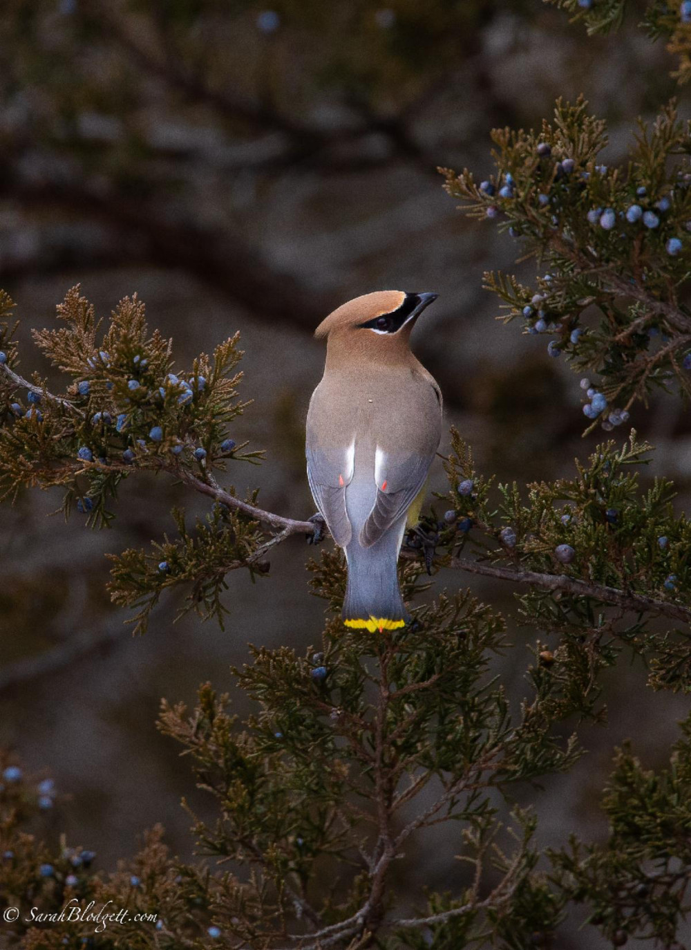 housatoniccamclub-bird