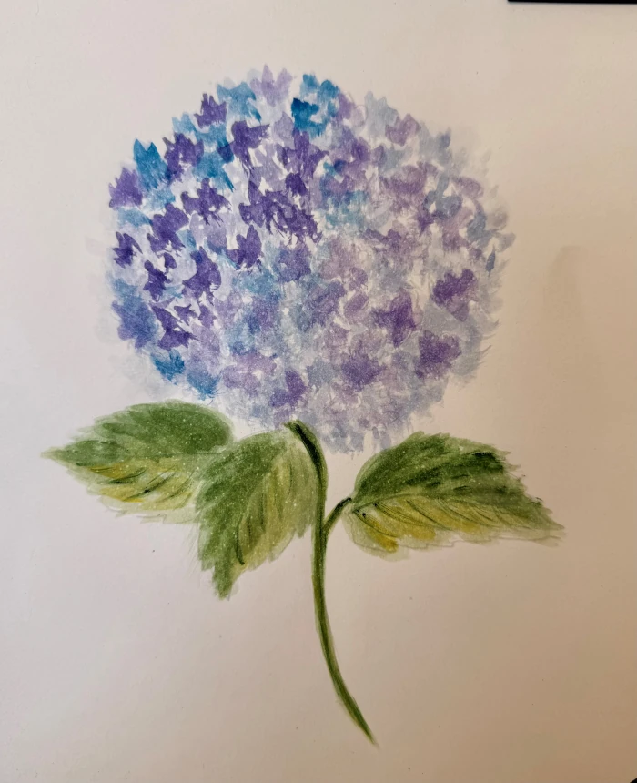 hydrangea-painting