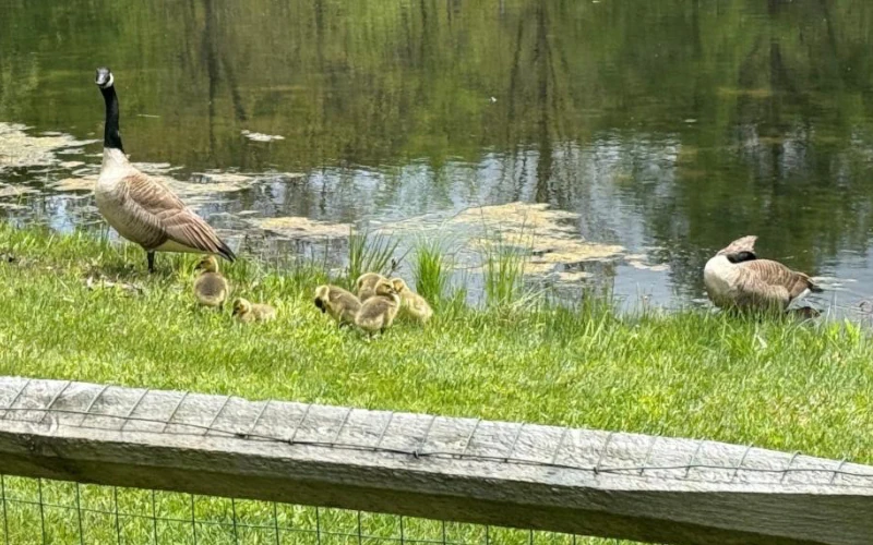 baby-geese2